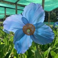 Meconopsis  'Mop-head'